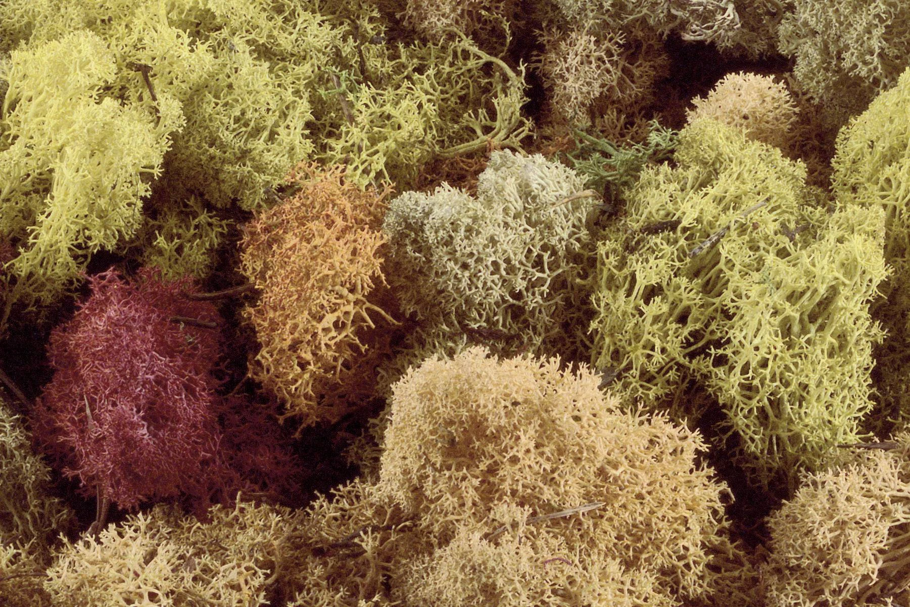 Žive ograde, grmlje