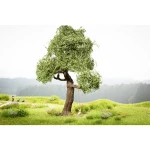 NOCH 21768 stablo hrast 150 mm 1 St.